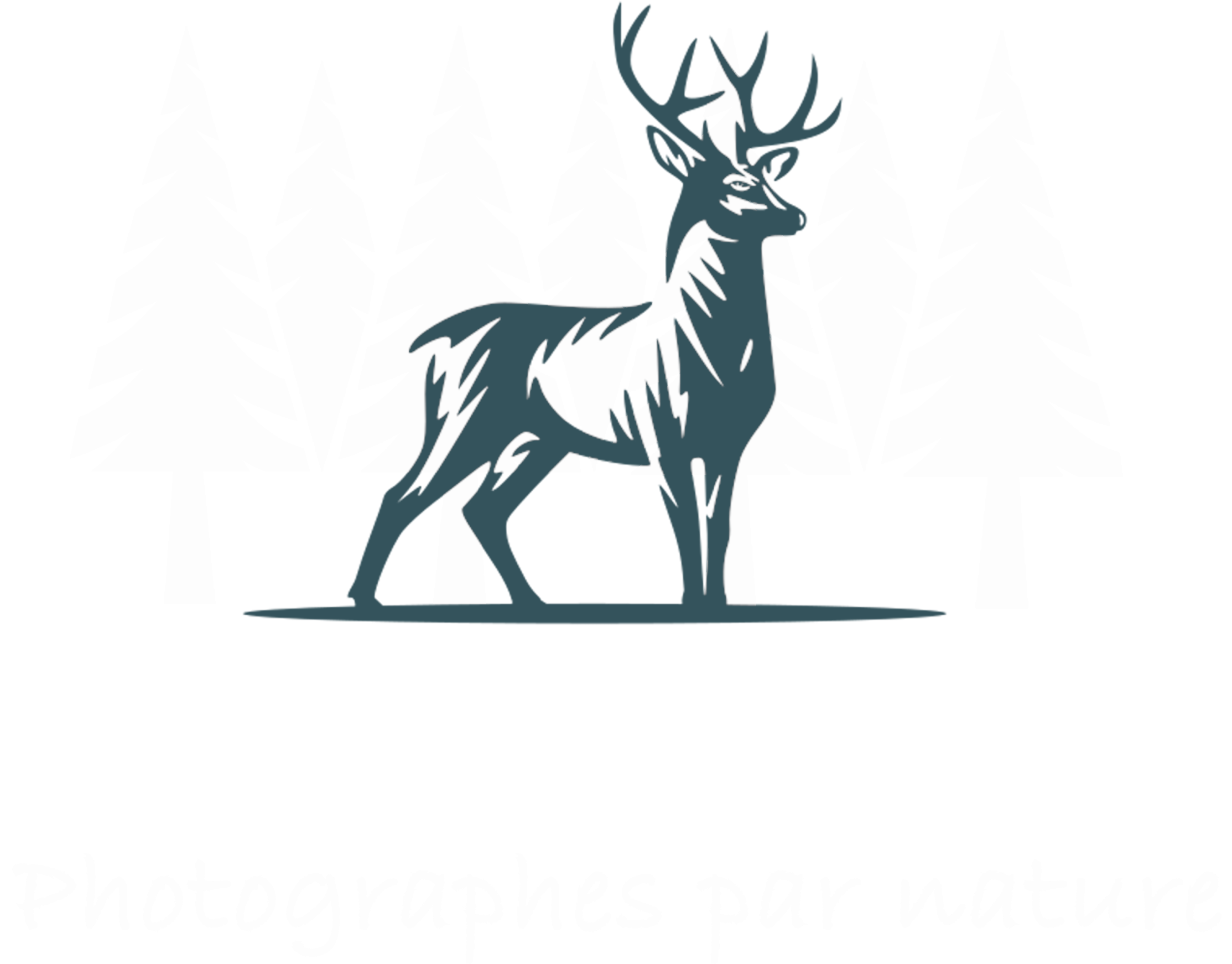 Bois du cerf